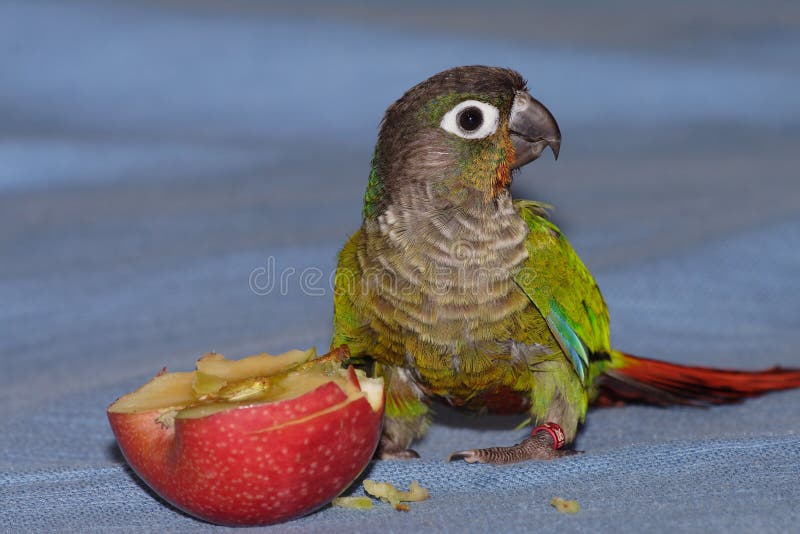 Green cheeked conure