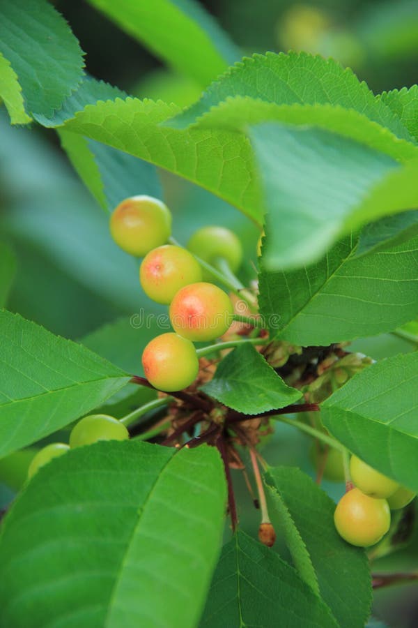 Green cherries stock photo. Image of freshness, outdoors 44219064