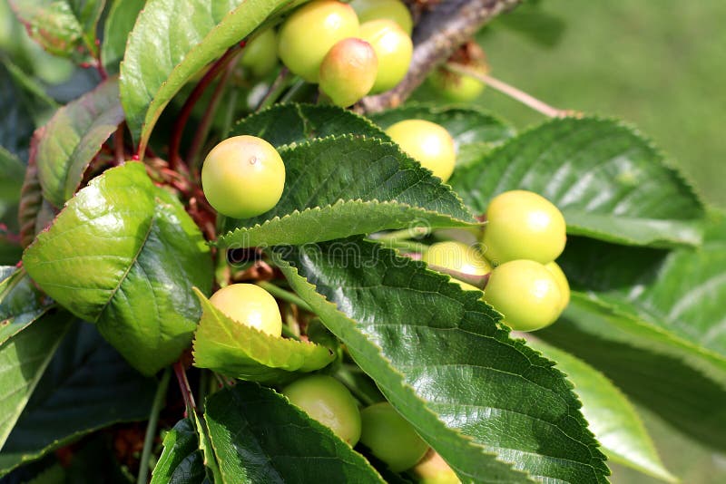 Ripening Cherries on Branch Stock Photo Image of nutritious, leafy