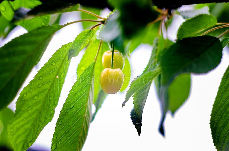 Green Cherry on a Tree Branch in Rainy Weather. Stock Photo Image of