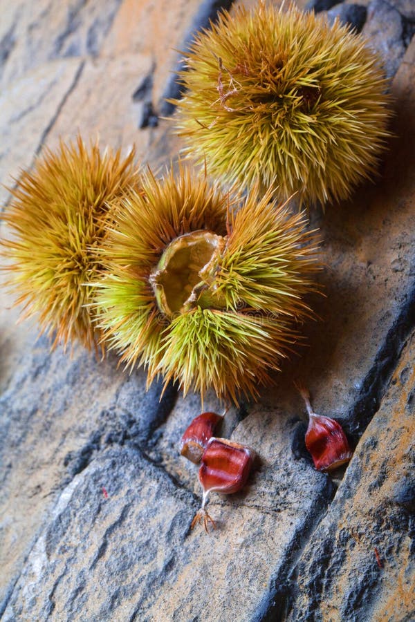 Green chestnuts stock photo. Image of season, seeds, closeup 33495284