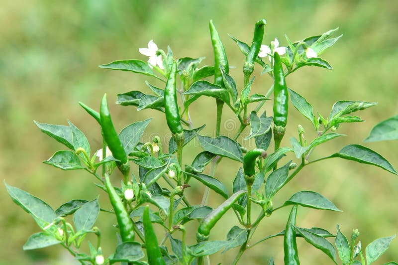 Green chili