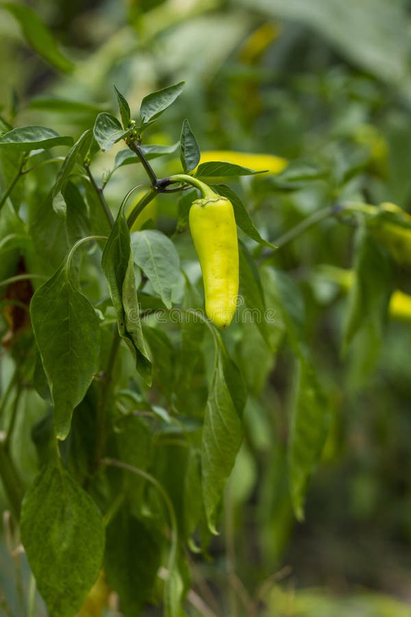 Green chili