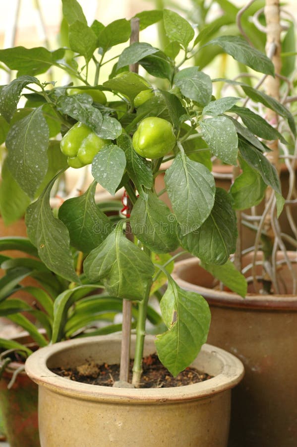 Green Chili Bell Pepper Plant Stock Photo Image of gardening, fresh