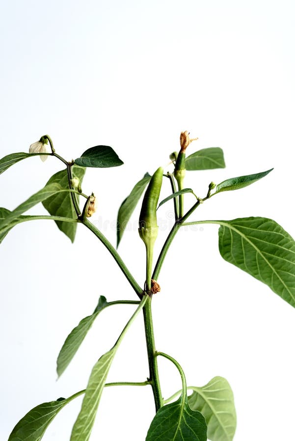 Green Chili Growing with Leaves Stock Image Image of people, farm