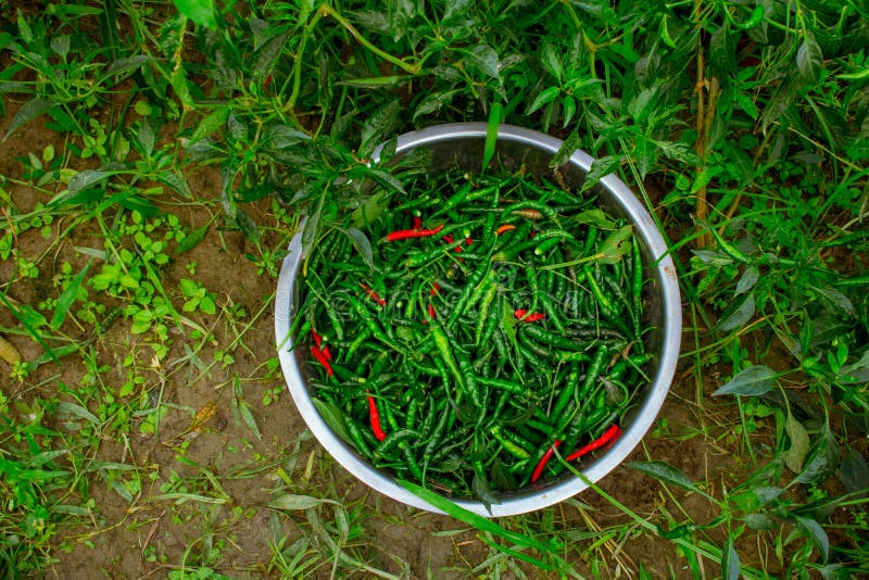 The Green Chili Pepper Also Chile, Chile Pepper, Chilli Pepper, Green