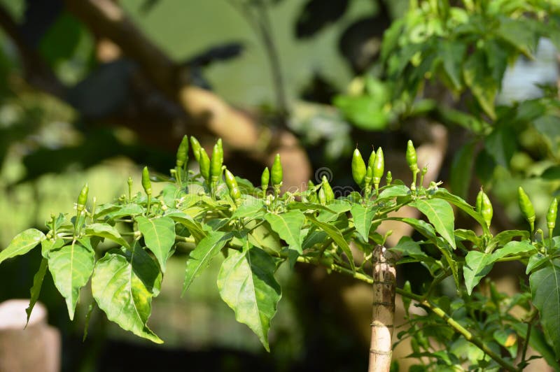 Green Chili Pepper Tree stock photo. Image of growth 82862890