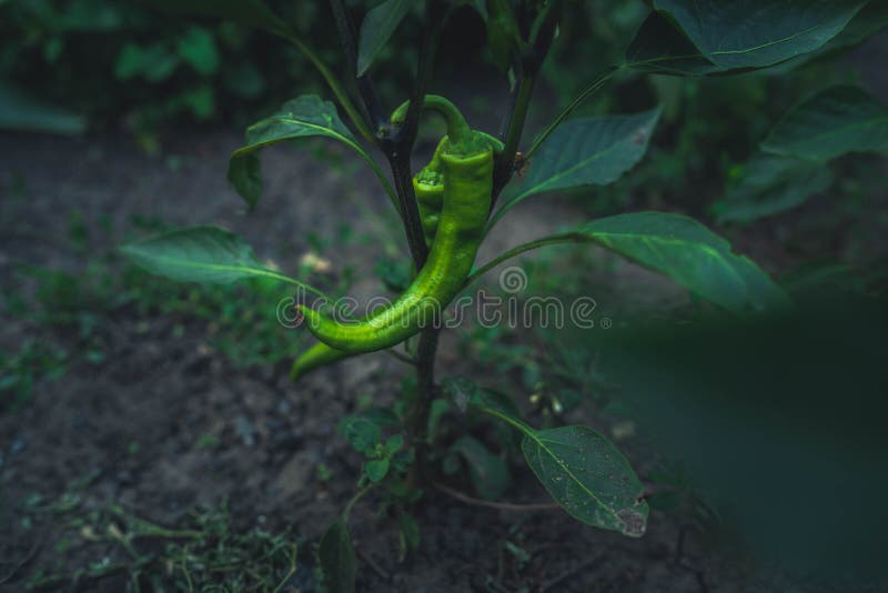 Green Chili Peppers are Growing in the Garden Stock Image Image of