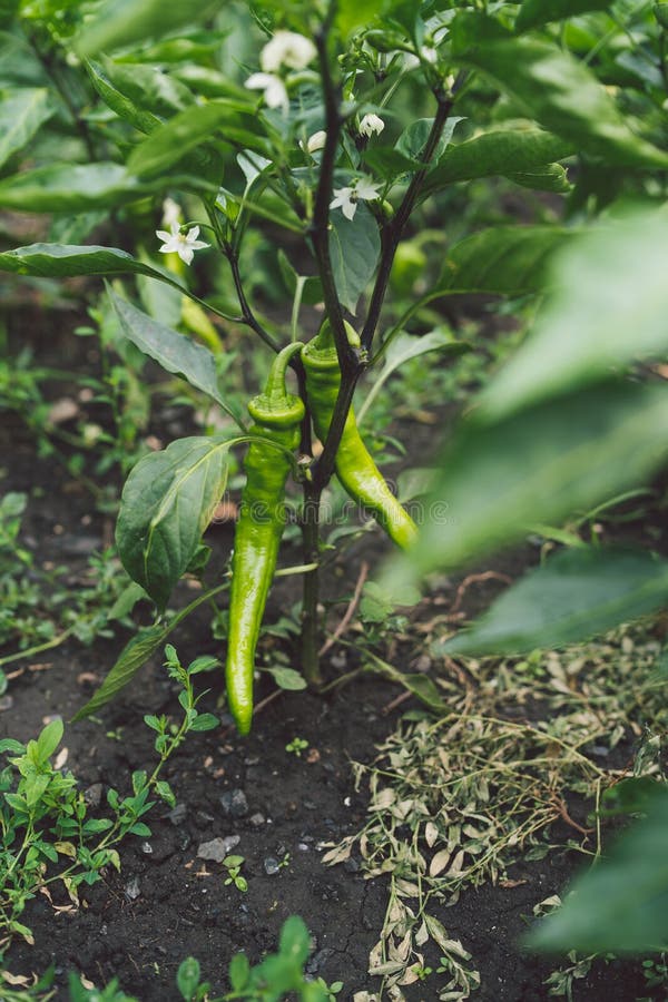 Green Chili Peppers are Growing in the Garden Stock Photo Image of