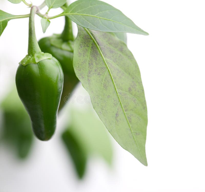 Green chilies stock image. Image of eating, chili, color 15885677