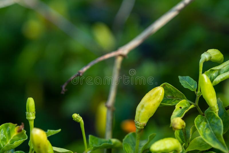 Green chilies growing in a vegetable garden. Ready for harvest. The green chilies growing in a vegetable garden. Ready for harvest stock images Green chilies growing in a vegetable garden. Ready for harvest. The green chilies growing in a vegetable garden. Ready for harvest stock images