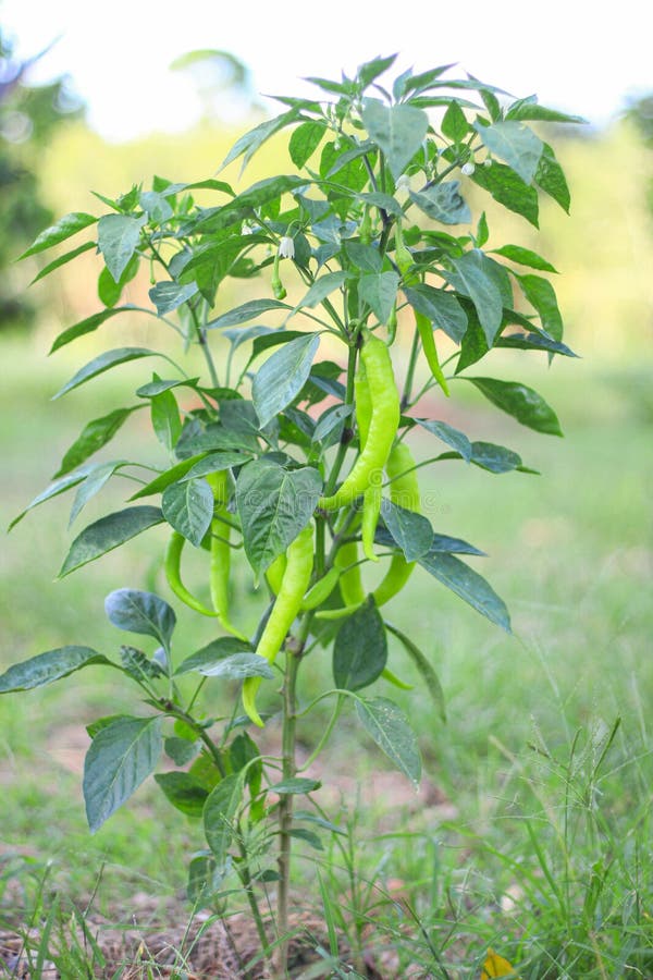 Green Chilies Growing in a Vegetable Garden. Ready for Harvest Stock