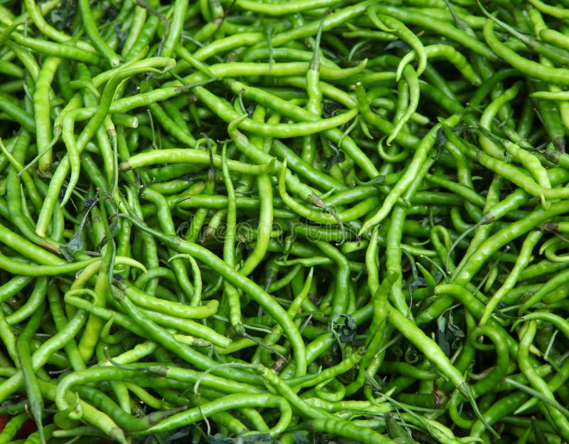 Green Chilis stock photo. Image of indian, tabasco, spices 72629364