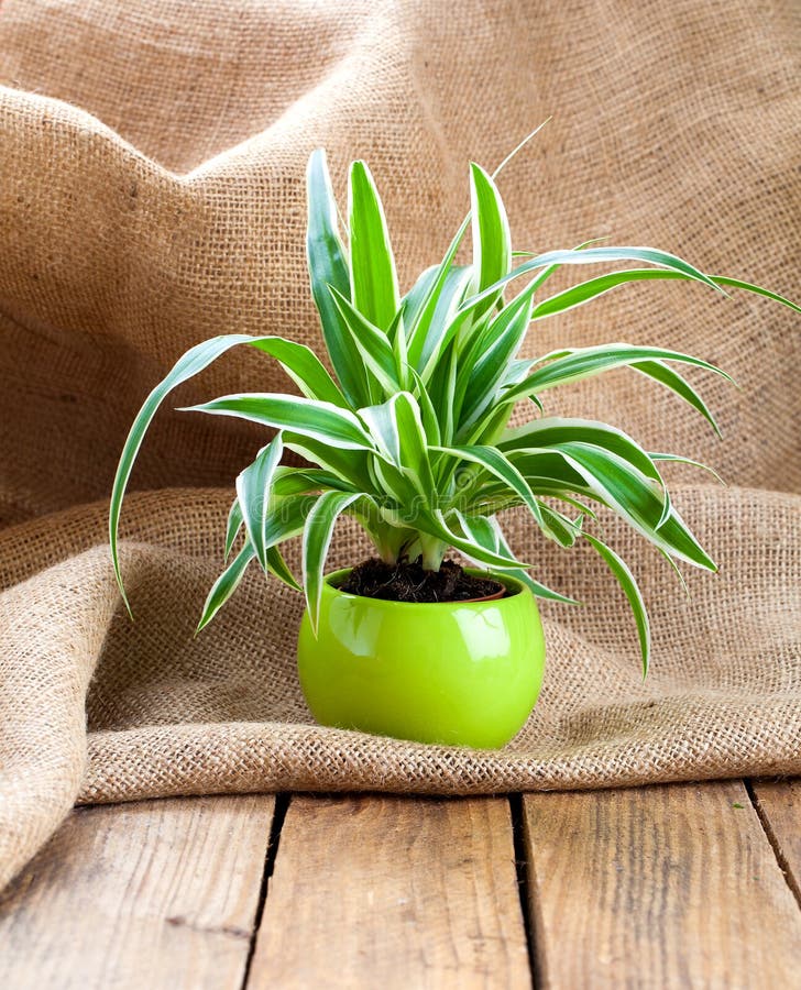chlorophytum pot plant green preview