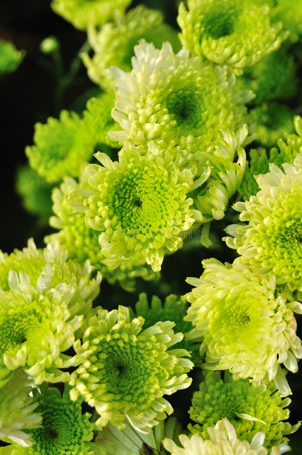 Green chrysanthemum stock photo. Image of cultivate, isolated 1158112