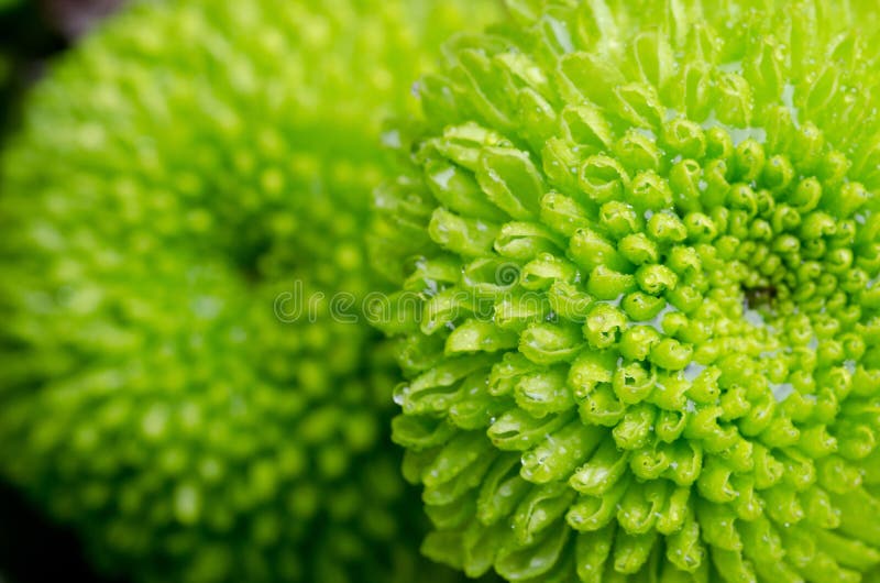 Green chrysanthemum stock image. Image of elegant, floral 24753645