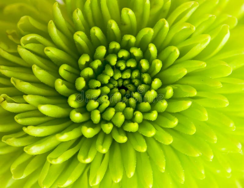 Green chrysanthemum stock photo. Image of chrysanthemum 9063934