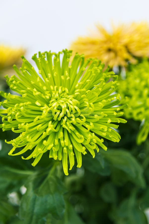 Green chrysanthemum stock photo. Image of garden, head 45652038