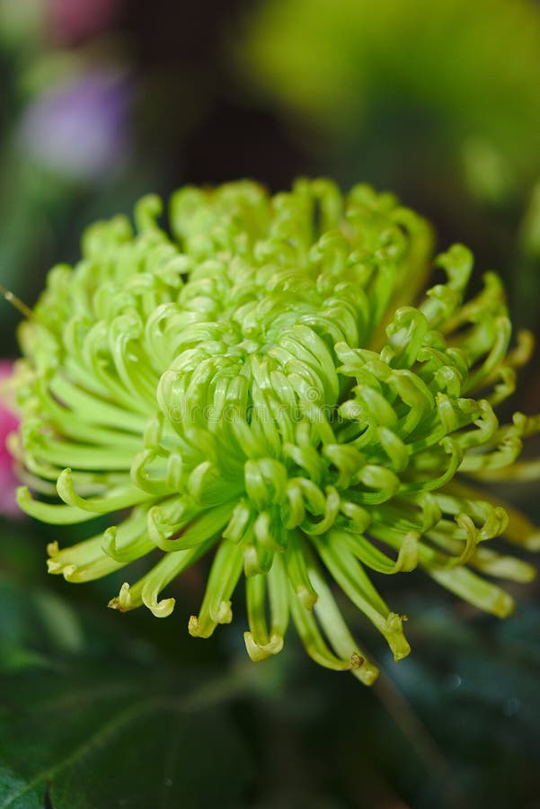 Green Chrysanthemum Flower in Close Up Stock Image Image of luminous