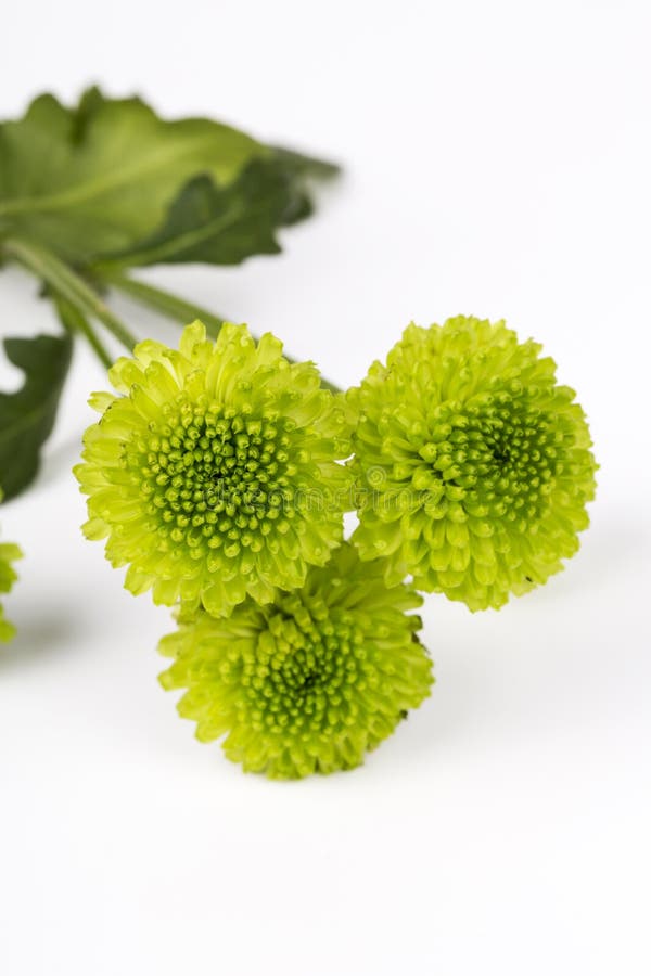 Lime Green Pom Pom Flower Isolated White Stock Photos Free & Royalty