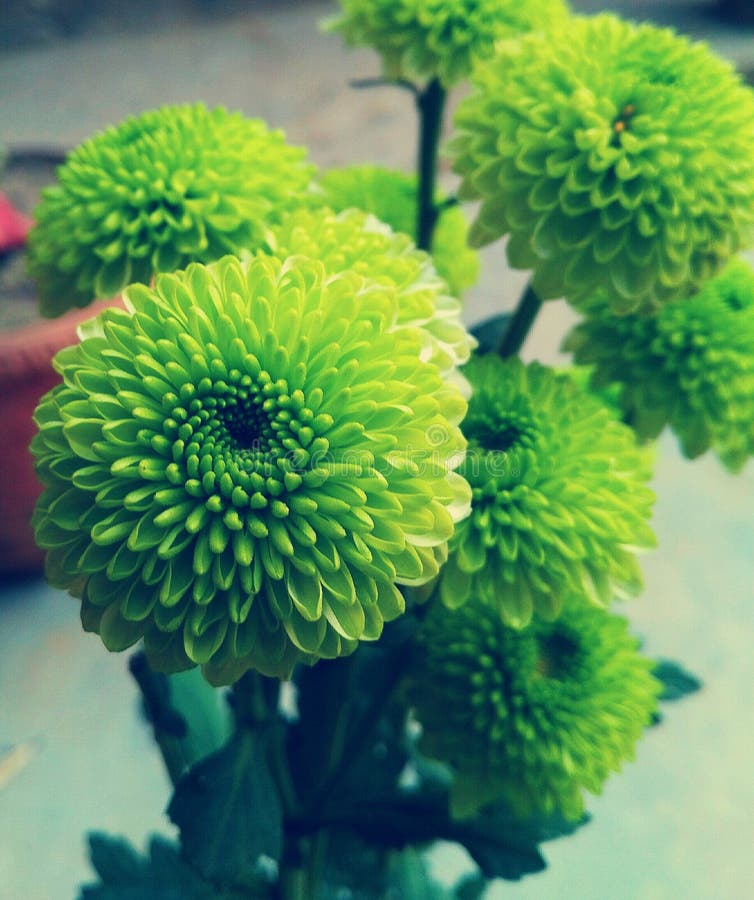 Green chrysanthemum stock image. Image of green, flower - 41336623