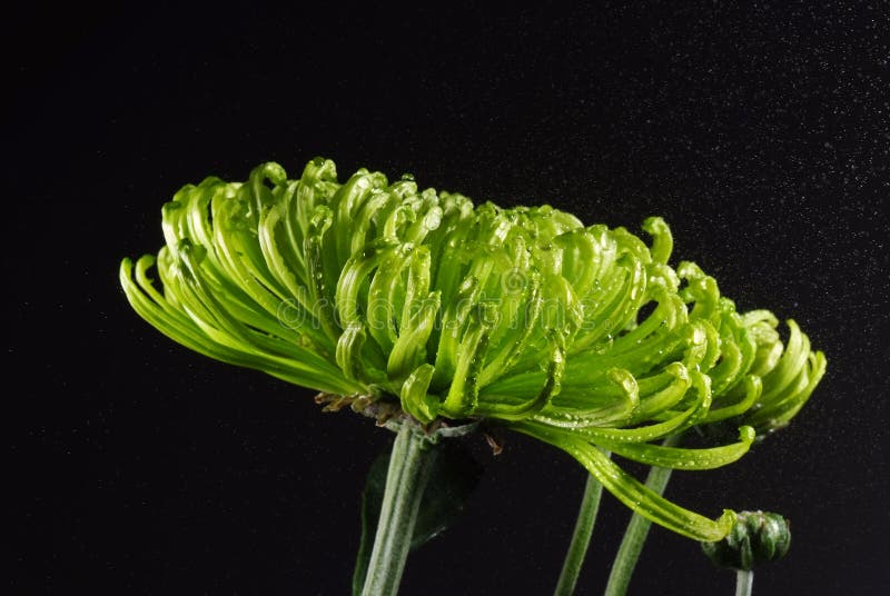 Lime green chrysanthemum stock image. Image of isolated 14609489