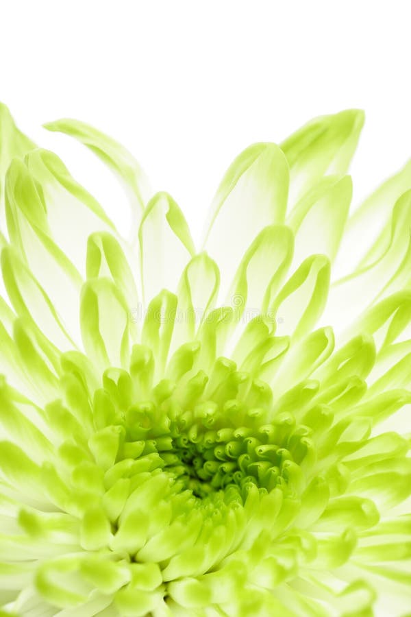 Green chrysanthemums stock image. Image of macro, natural 65963693