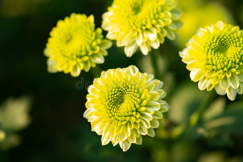 Green Chrysanthemums with Green Leaves Stock Image Image of nature