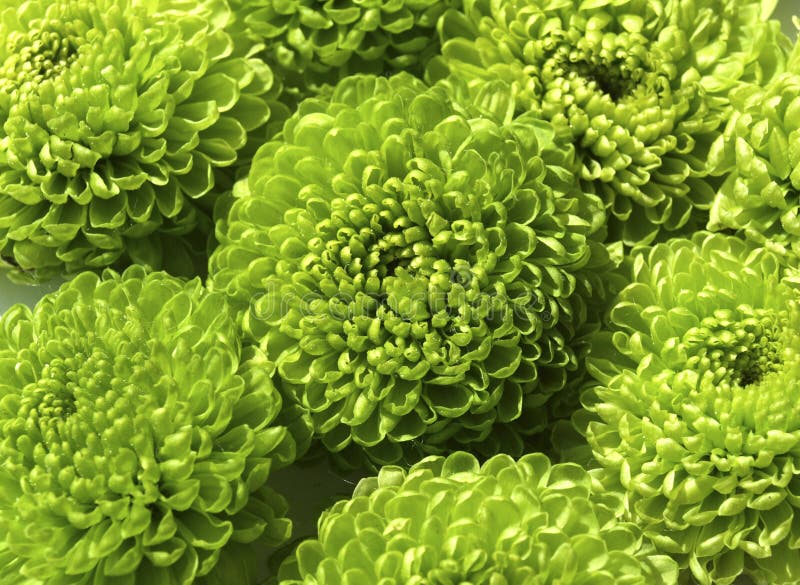 Green chrysanthemums stock image. Image of plant, close 93386077
