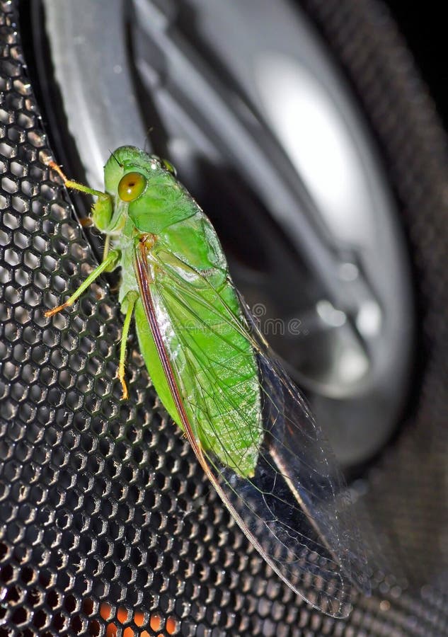Green Cicada stock photo. Image of claws, eyes, cicada 24641770