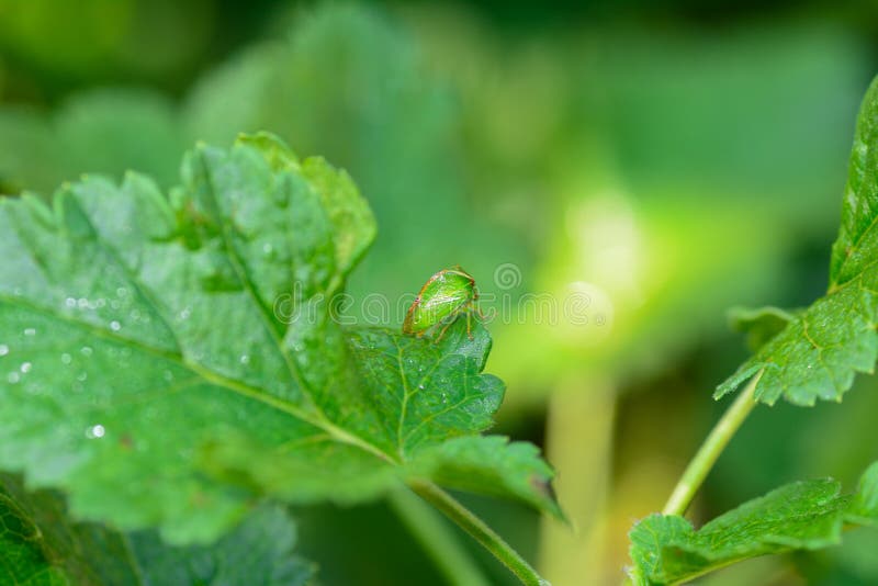 Green Cicada - Buffalo treehopper Stictocephala bisonia in green nature royalty free stock photo.