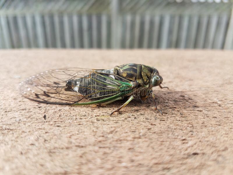 Green cicada insect on wood outdoor stock photo Green cicada insect on wood outdoor stock photo