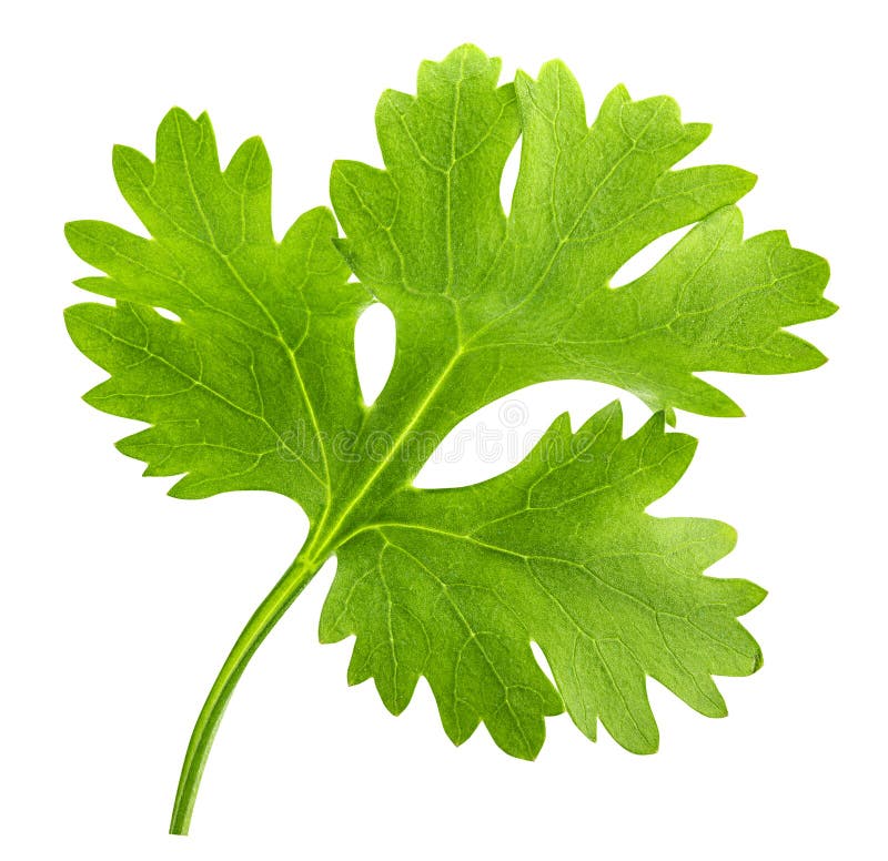 Green Cilantro, Parsley Isolated on White Background Stock Image