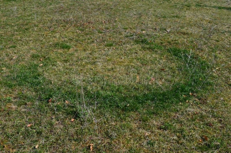 Green circle in the meadow stock image. Image of beauty 181027615