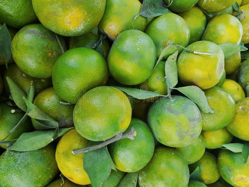 Green Citrus Fruits and Green Stems and Green Leaves Stock Photo