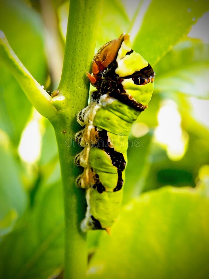 Butter Worms Stock Photos - Free & Royalty-Free Stock Photos from