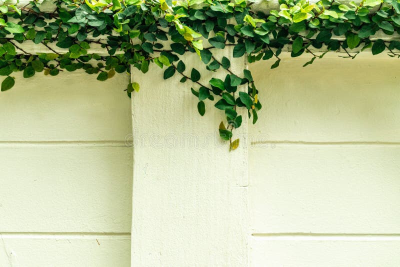 Green Climber Plant on White Plaster Wall. Stock Image Image of twig