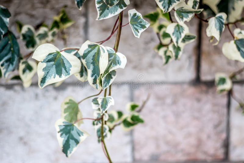 Climbing green plant stock image. Image of botanical 60539063