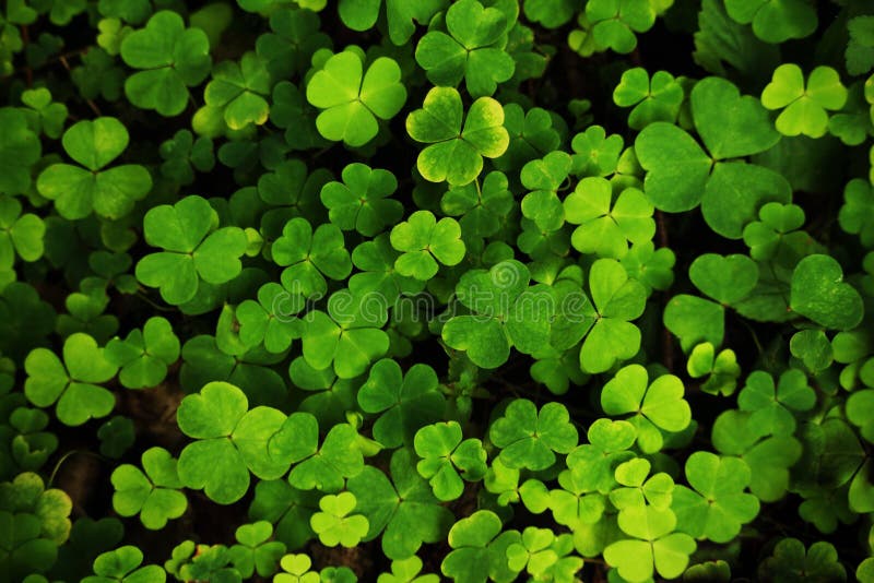 Green clover carpet top down view nature background, design, abstract, pattern, summer, texture, leaf, spring, grass, plant, field, flora, lawn, luck, meadow, patrick, shamrock, saint, irish, botany, closeup, color, ecology, foliage, lucky, forest, fresh, holiday, symbol, environment, garden, growth, natural, fortune, ireland, drop, three, wild, close-up, macro, peace, four, success, celtic. Green clover carpet top down view nature background, design, abstract, pattern, summer, texture, leaf, spring, grass, plant, field, flora, lawn, luck, meadow, patrick, shamrock, saint, irish, botany, closeup, color, ecology, foliage, lucky, forest, fresh, holiday, symbol, environment, garden, growth, natural, fortune, ireland, drop, three, wild, close-up, macro, peace, four, success, celtic