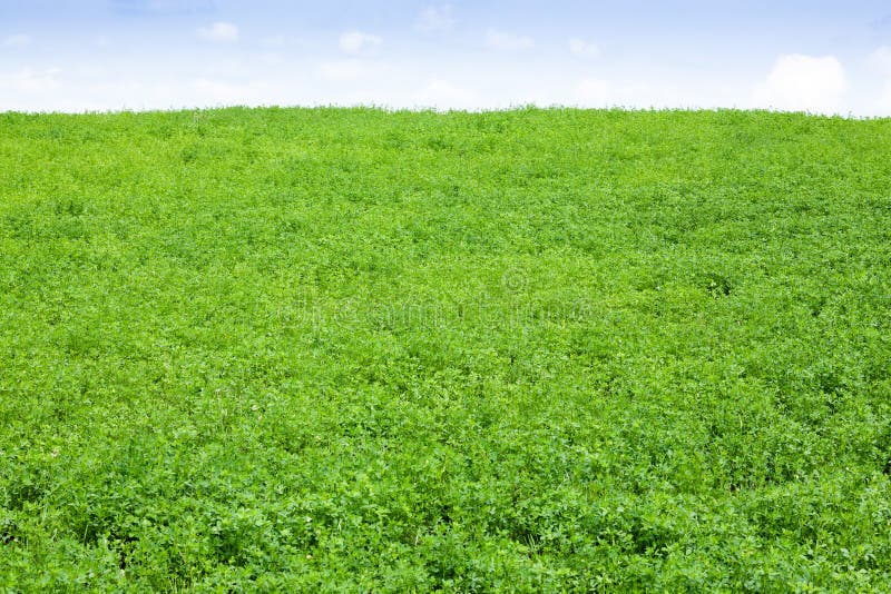 Green clover Field