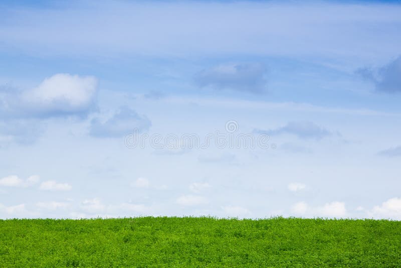 Green clover Field