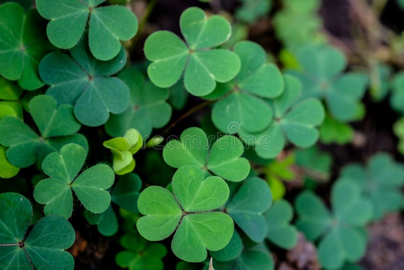 Green clover leaf isolated on white background. with three-leaved shamrocks. St. Patrick`s day holiday symbol. stock image Green clover leaf isolated on white background. with three-leaved shamrocks. St. Patrick`s day holiday symbol. stock image