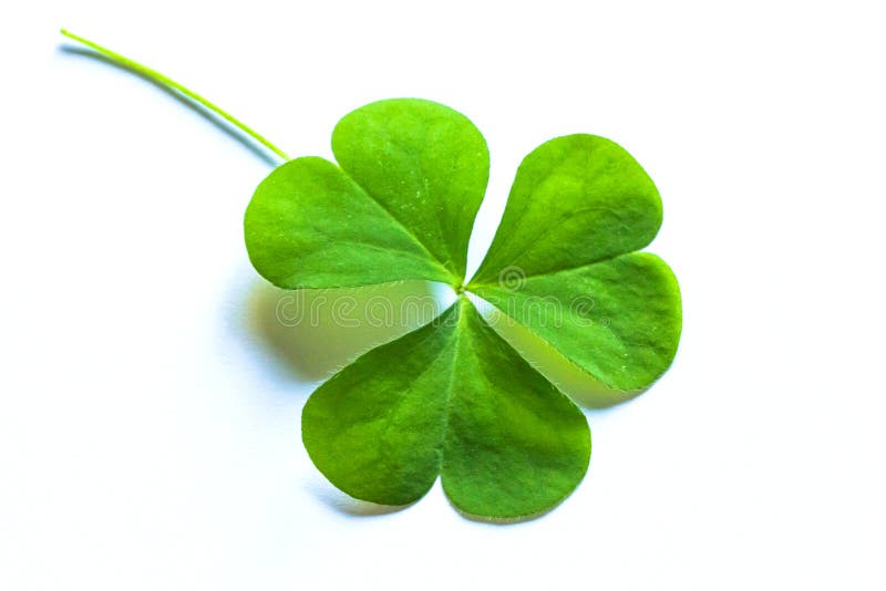 Image of a green trefoil leaf isolated in white background. Image of a green trefoil leaf isolated in white background.