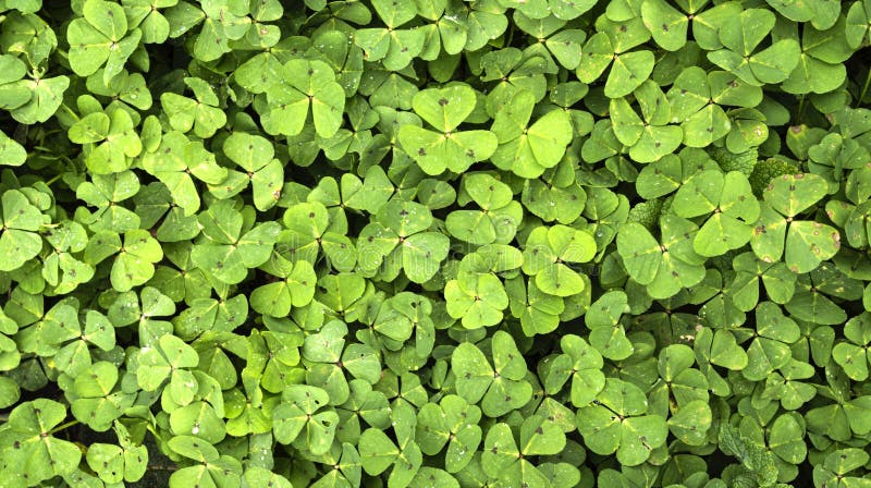 Clover Background stock photography