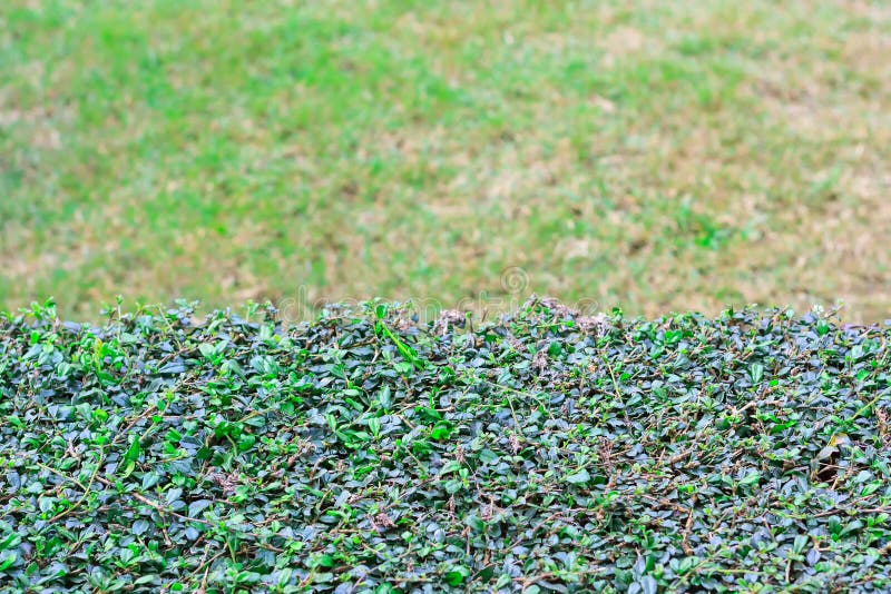Green coat buttons flower grass and texture on white background with copy space. It best for creative, wallpaper, and stock images Green coat buttons flower grass and texture on white background with copy space. It best for creative, wallpaper, and stock images
