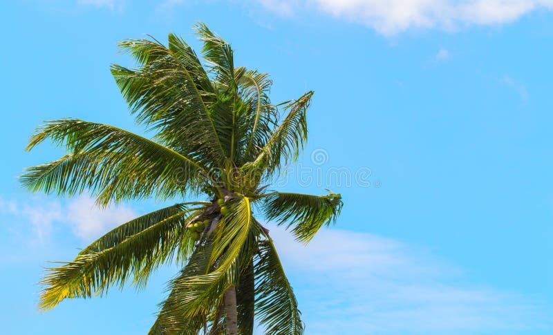 Green Coco Palm Leaves on Blue Sky Background. Palm Tree and Bright ...