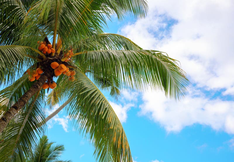 Green Coco Palm Tree on Blue Sky Background. Tropical Paradise Photo ...