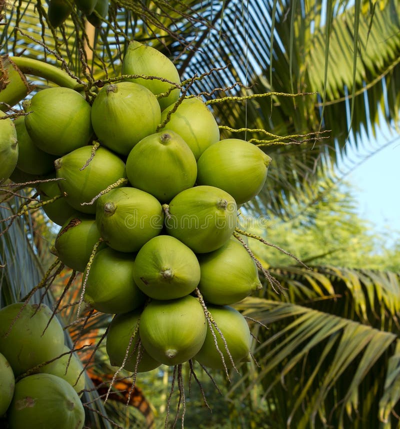 Green coconut stock photo. Image of pattern, freshness 23609870