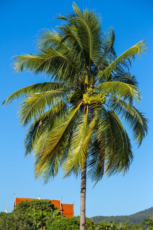 Green coconut stock photo. Image of coconut, palm, leaf - 37598370