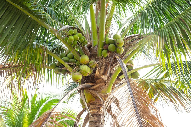 Group of Coconut Tree Isolated Stock Image - Image of palm, landscape ...